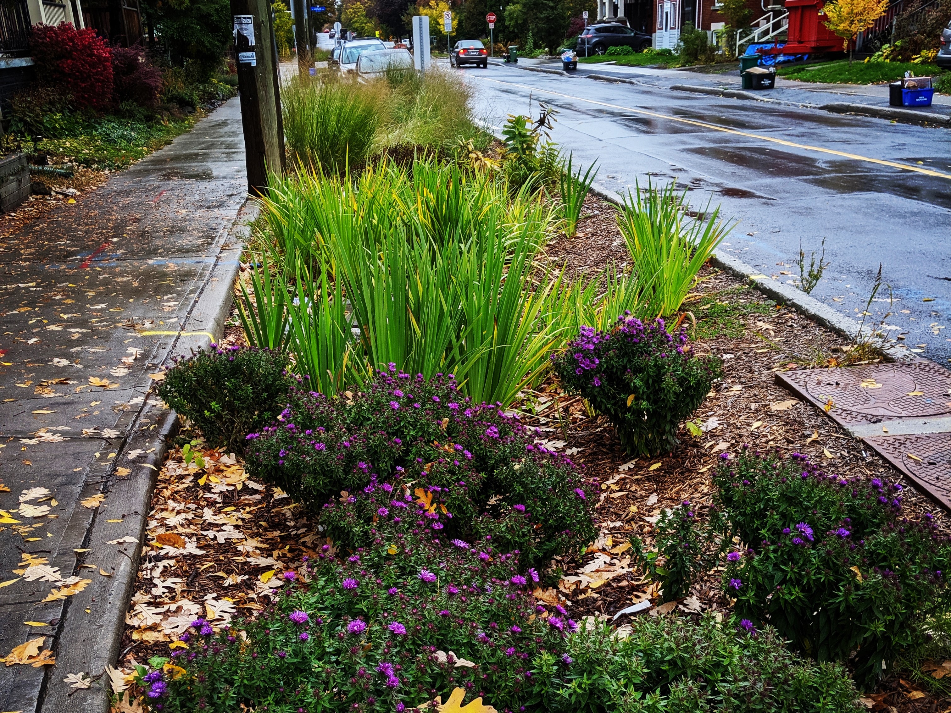 A mulchy urban rain garden between the sidewalk and street; it contains tall grasses and purple flowers.